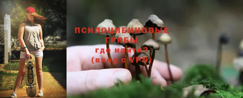 Псилоцибиновые грибы Psilocybe  Вичуга 